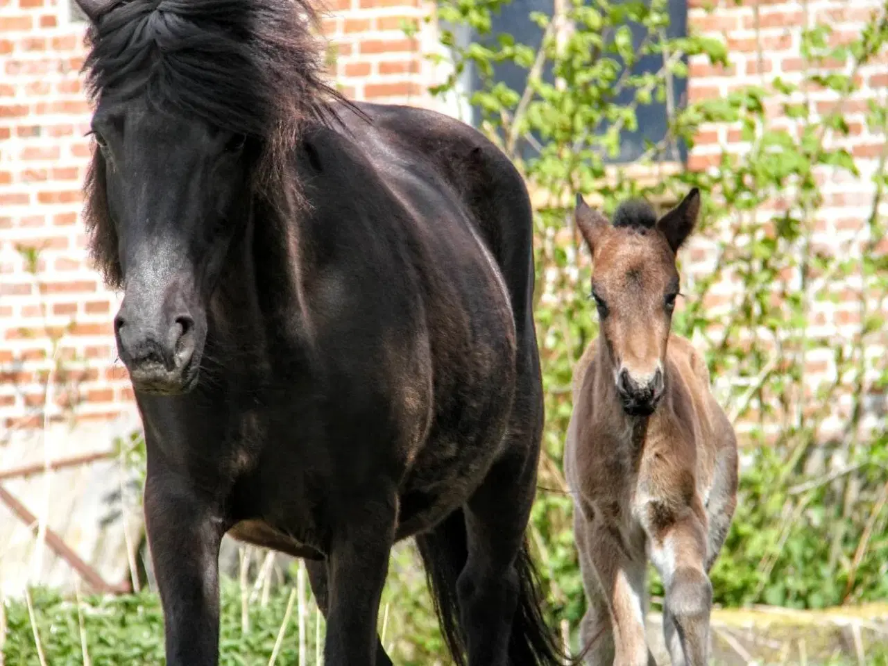 Billede 9 - Avl - Stævne eller Luksus ridehest <3