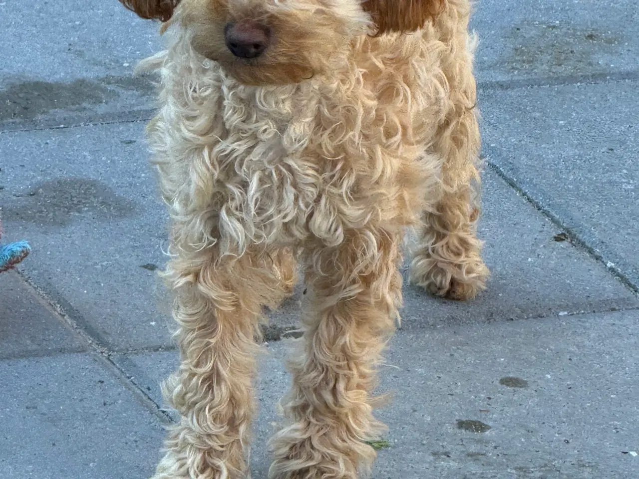 Billede 6 - Maltipoo  få rejseklar 