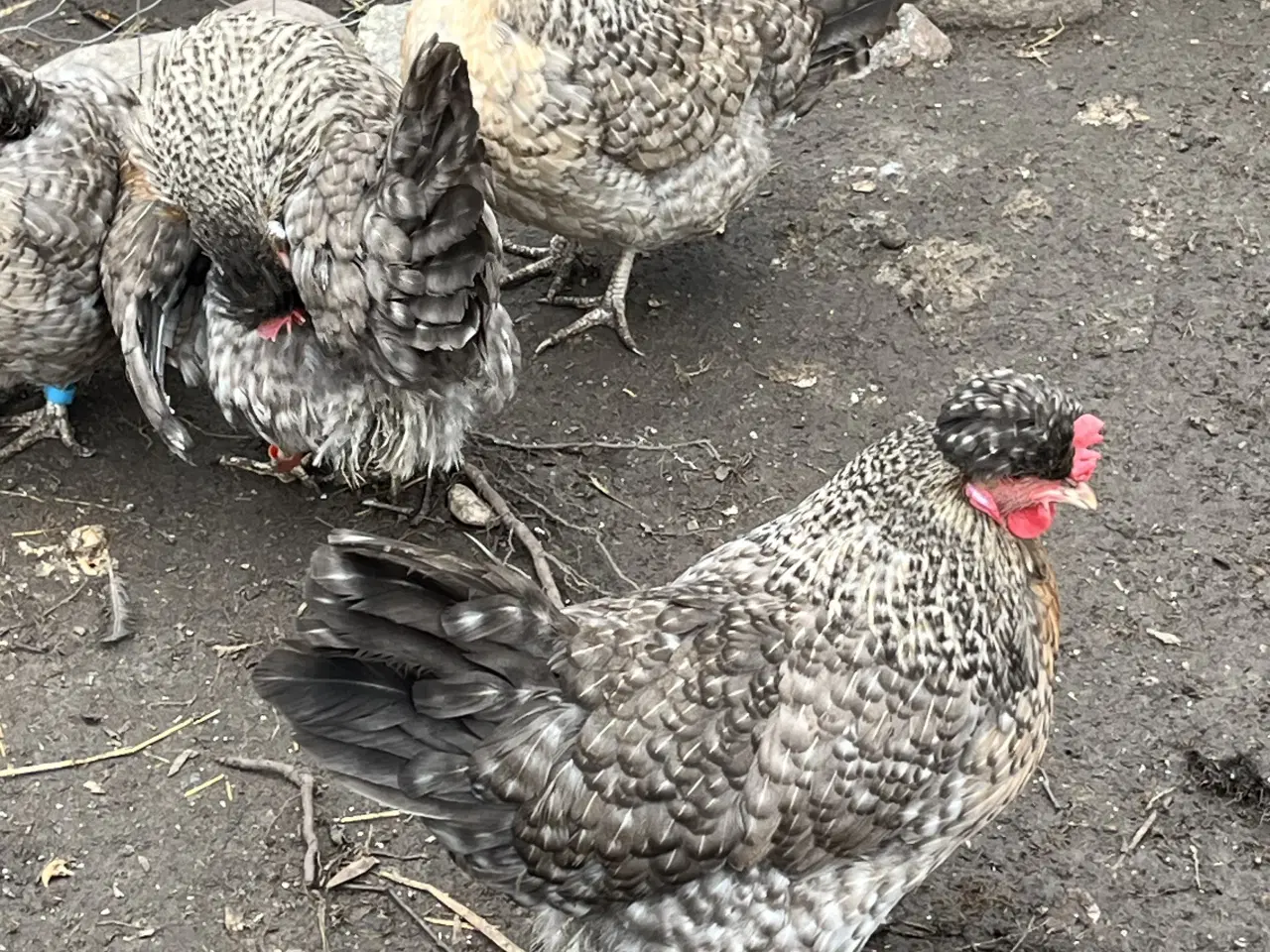 Billede 2 - 34 Kyllingen 