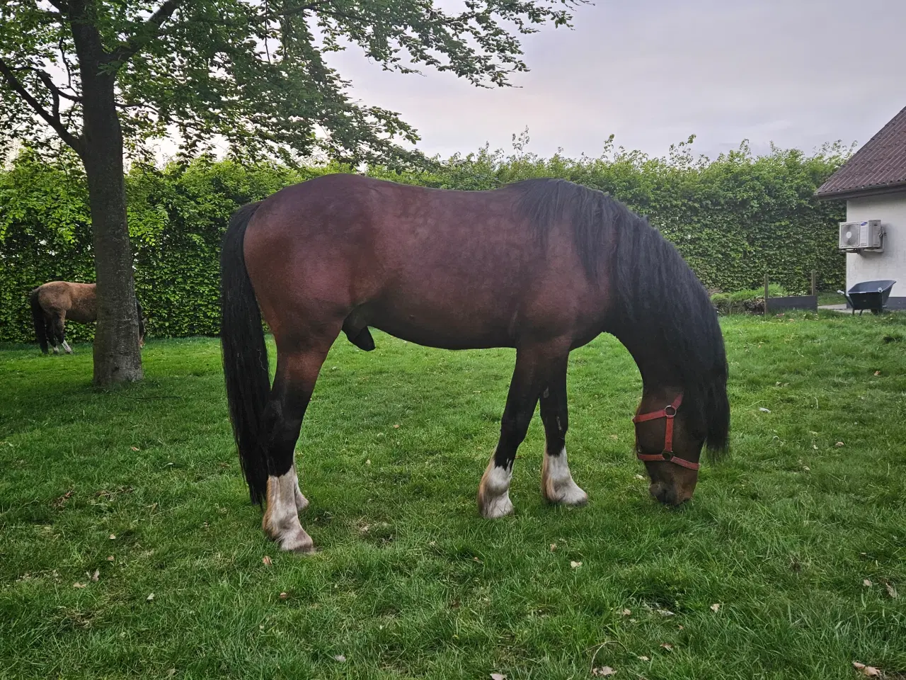 Billede 2 - welshpony hingst