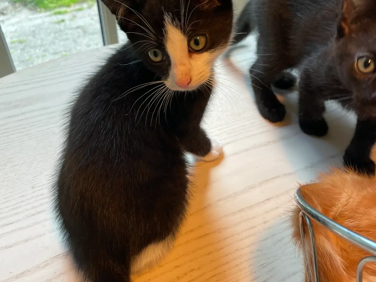 Billede 3 - Katte killinger 