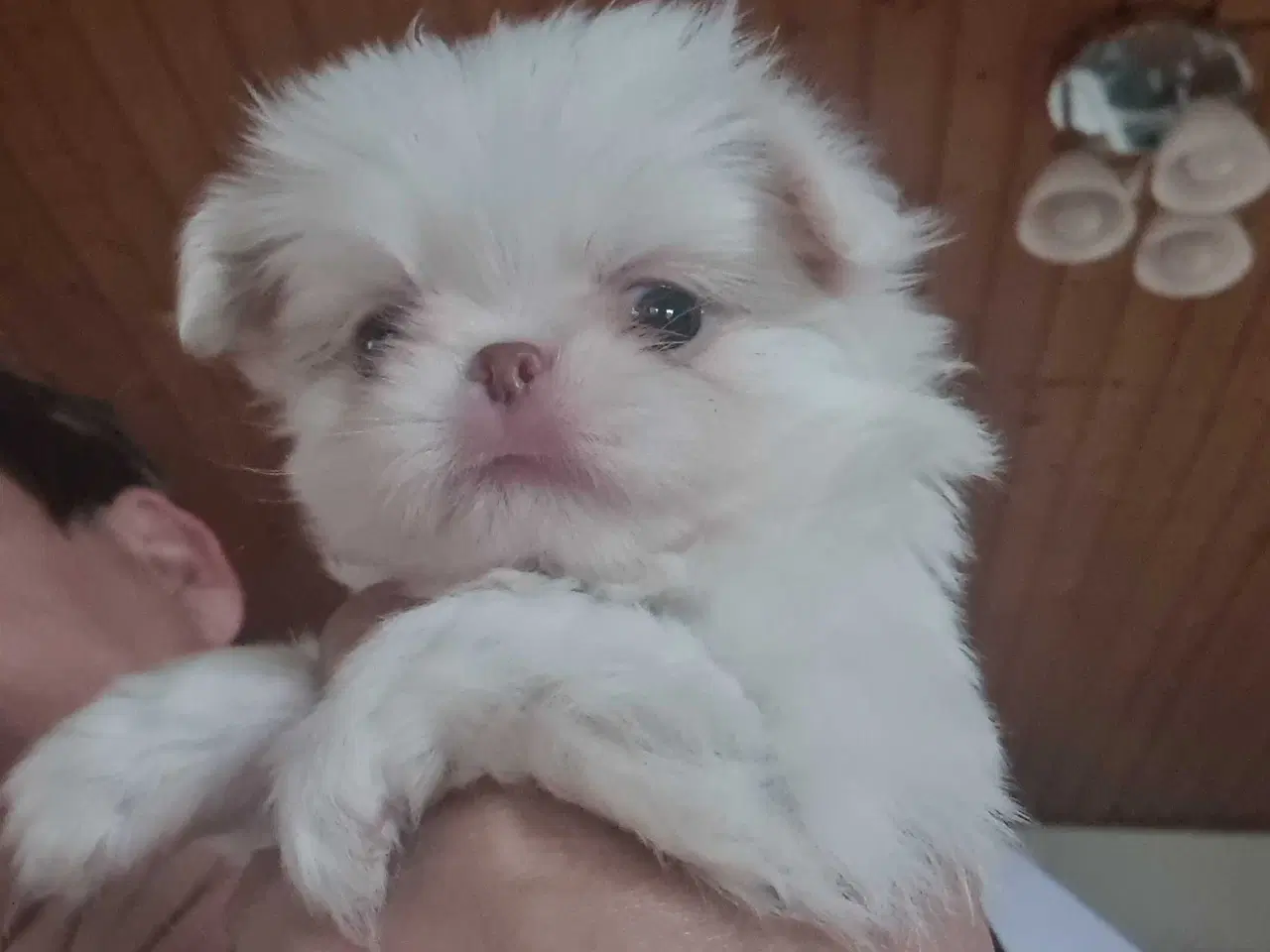 Billede 7 - Japanese chin hvalpe 