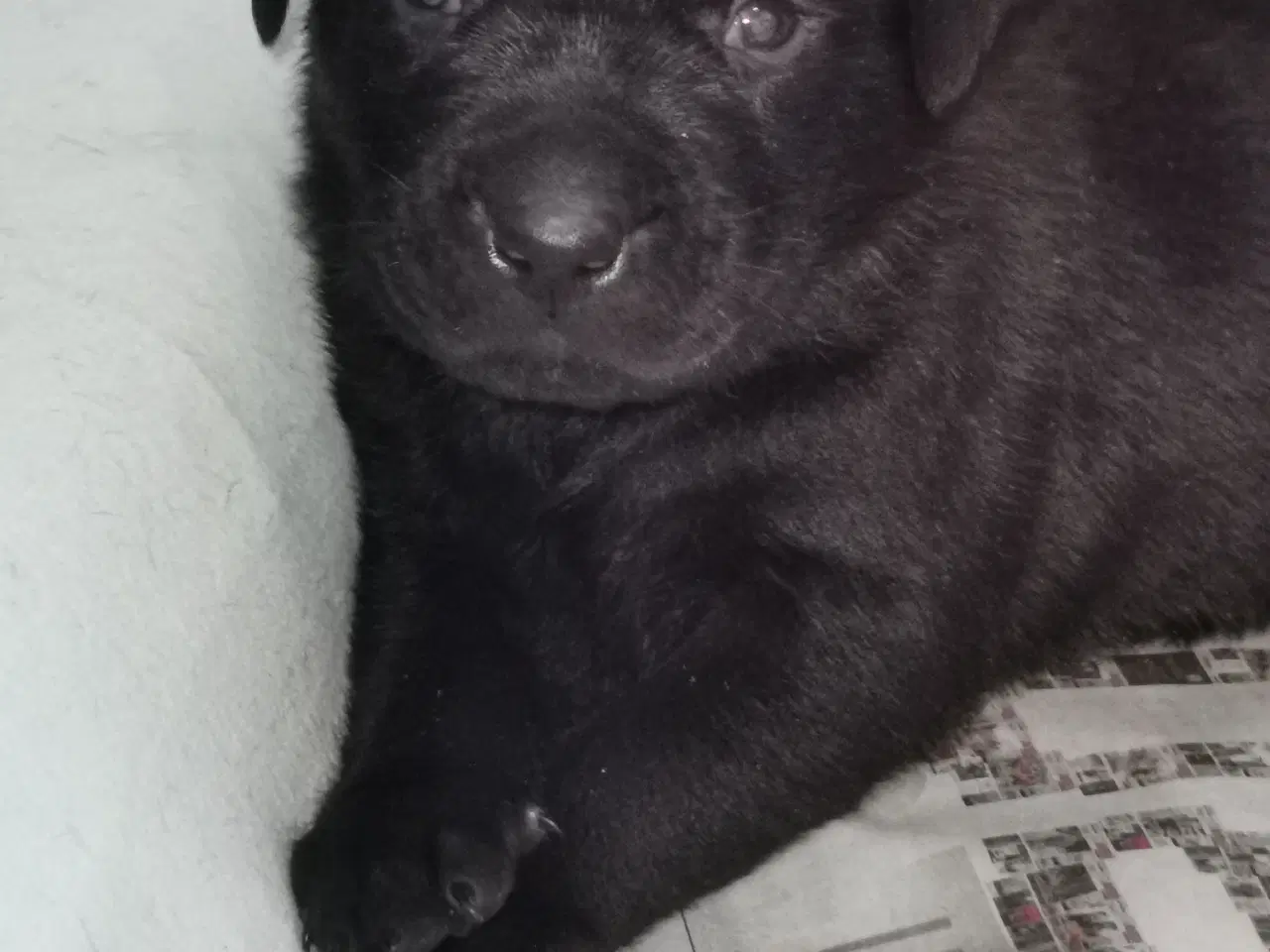 Billede 3 - Blandings hvalpe rottweiler blanding /labrador 