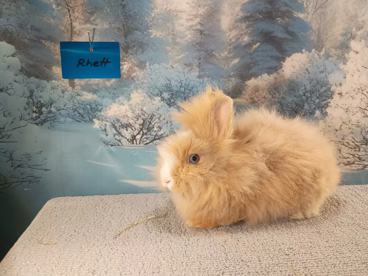 Billede 1 - Ren Racet Teddy (dværg angora kanin) dreng