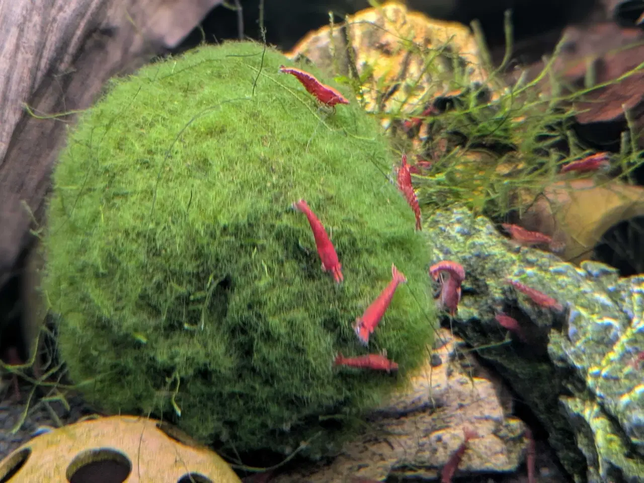 Billede 2 - 20 Røde Kirsebærrejer | Startkoloni | 150 kr