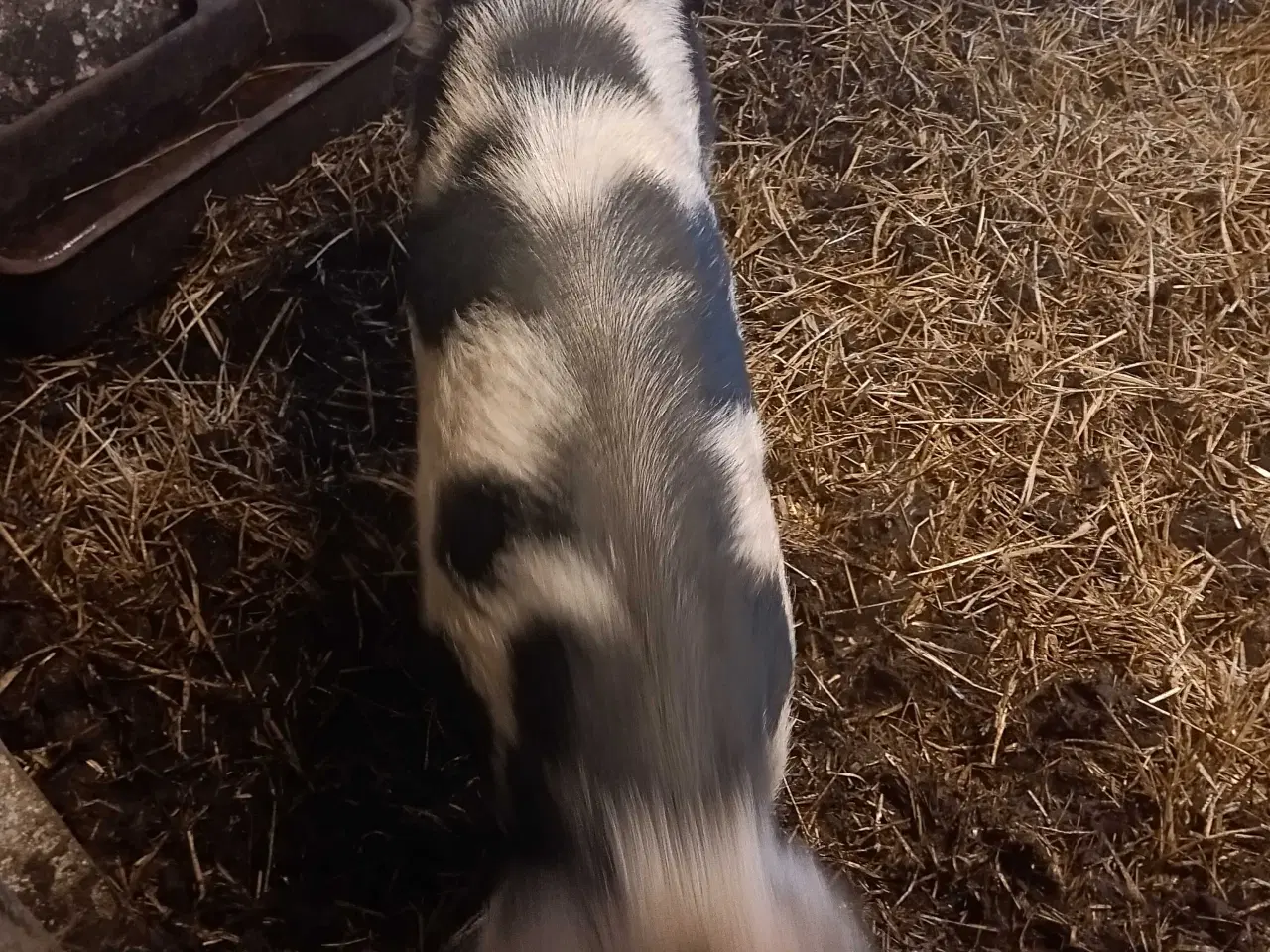 Billede 2 - Gl Dansk landrace so