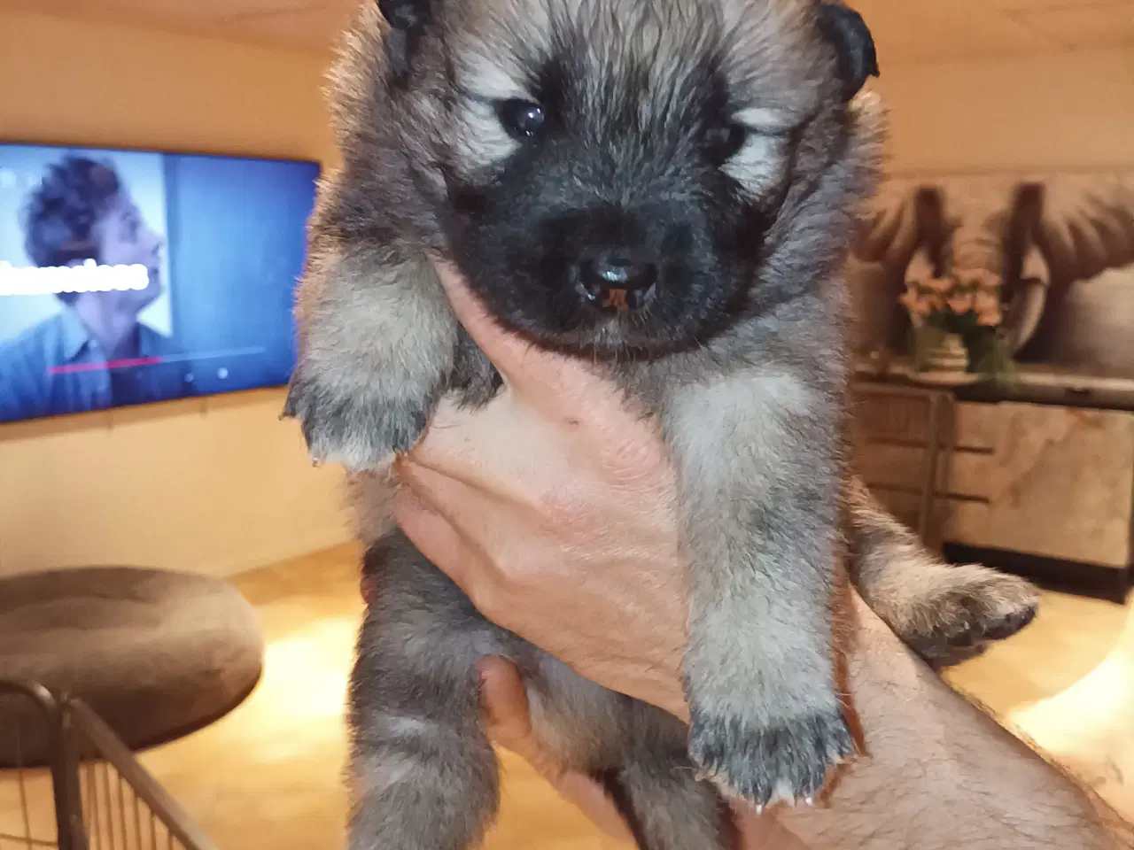 Billede 2 - Eurasier hvalpe 