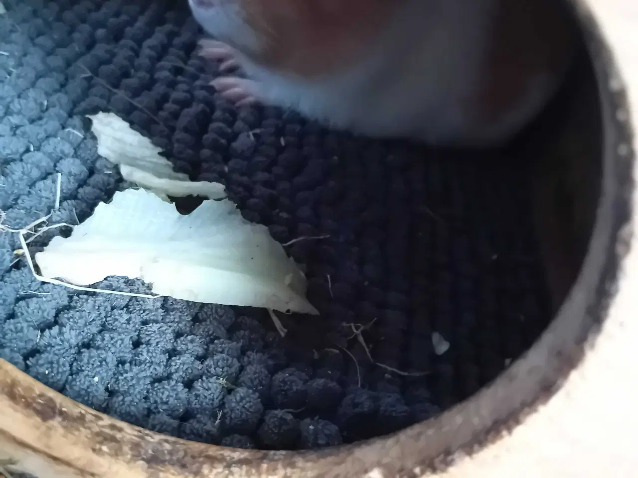 Billede 1 - Han marsvin 