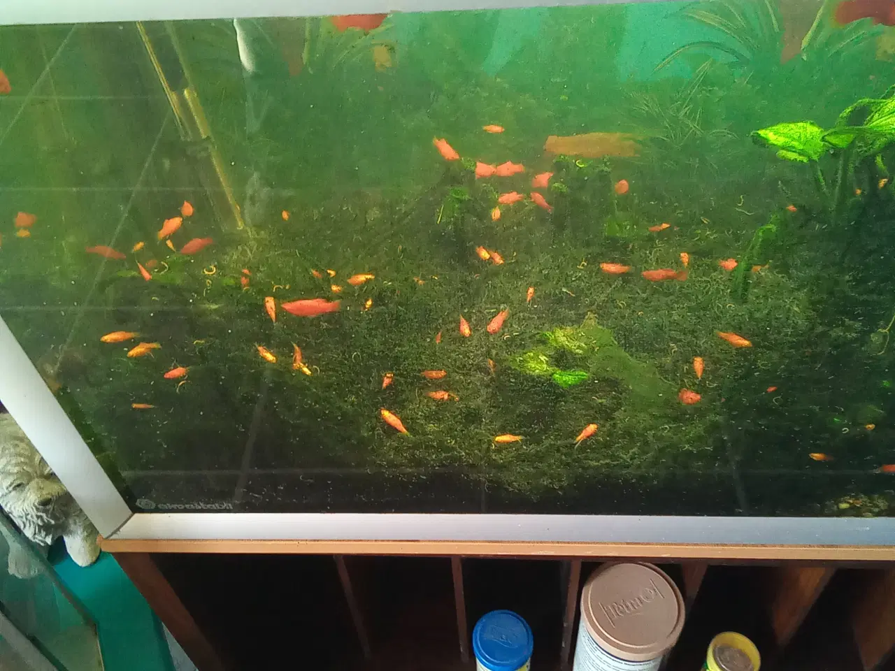 Billede 2 - Gratis akvariefisk platty 