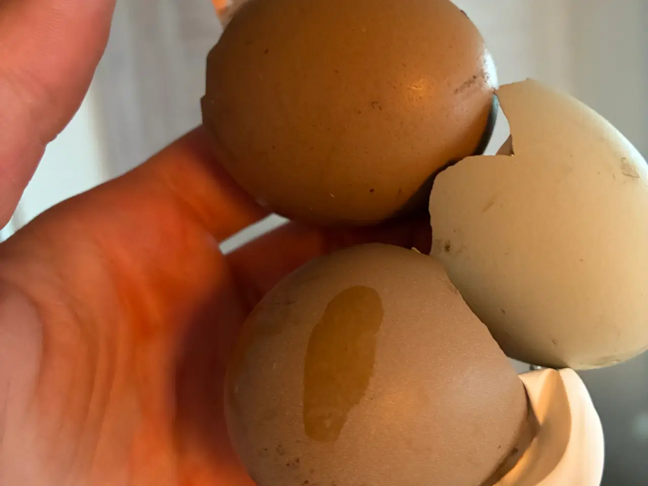 Billede 6 - Daggamle kyllinger 