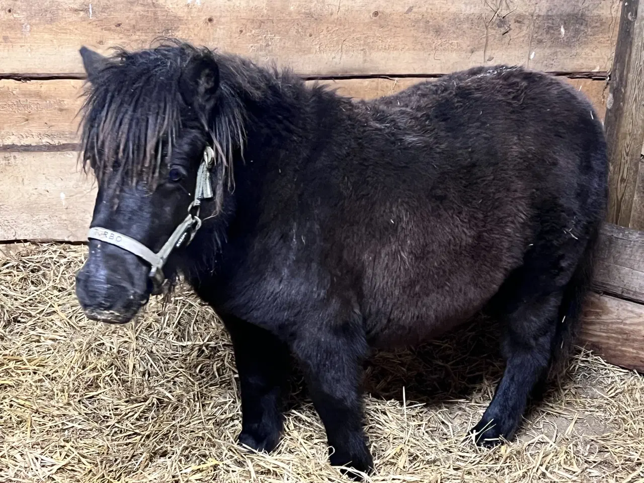Billede 13 - Hingste føl