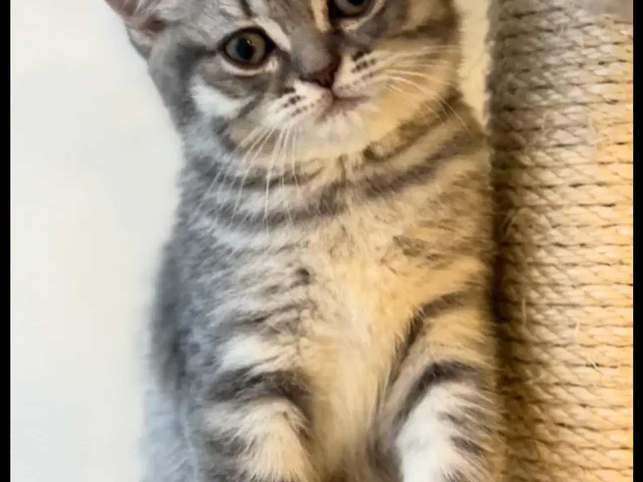 Billede 3 - British Shorthair 