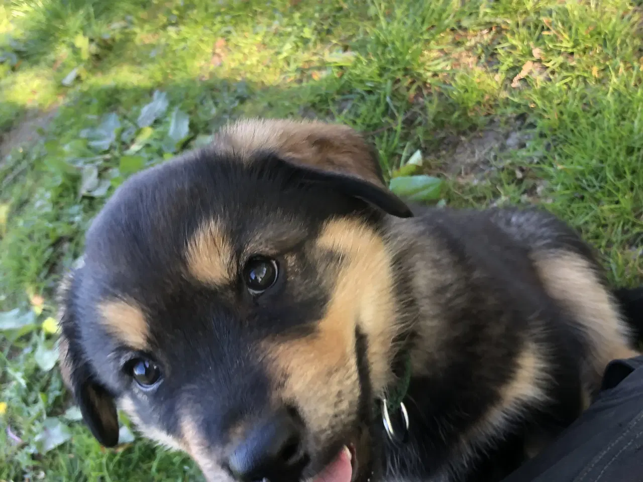 Billede 8 - De smukkeste rottweiler/alaskan malamut hvalpe 
