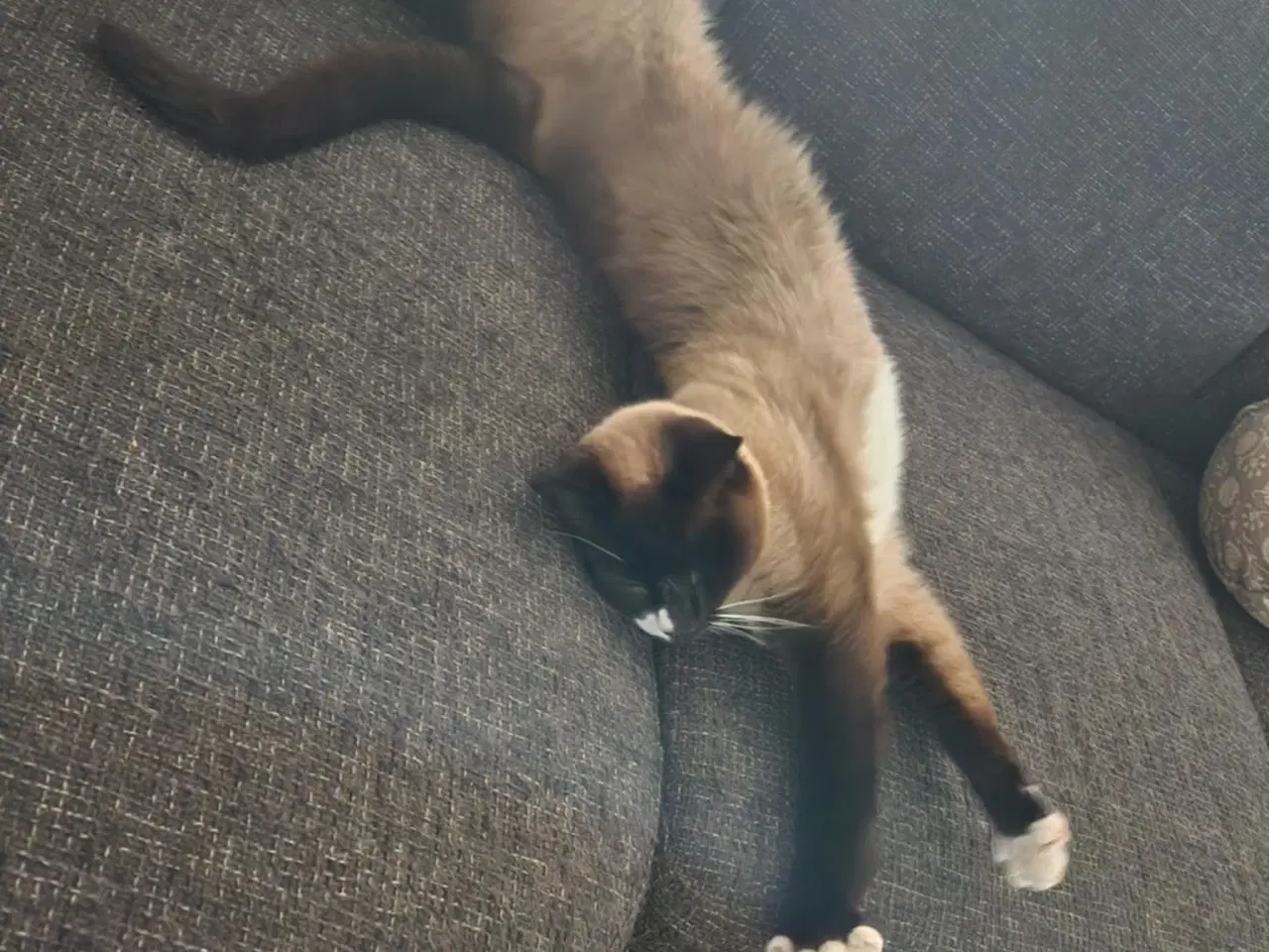 Billede 2 - Hellig Birma hun blandingskat - steriliseret