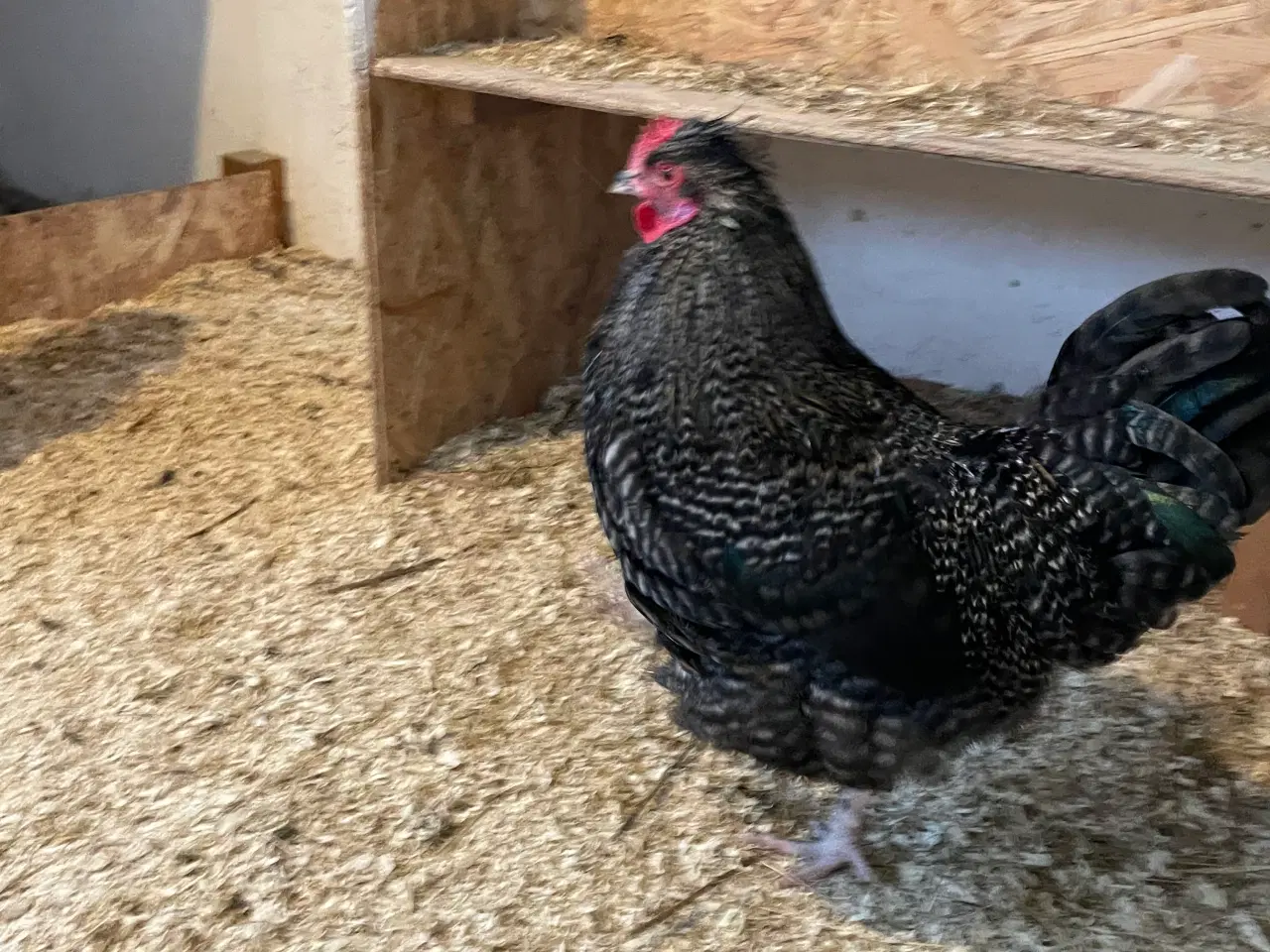 Billede 2 - 2 smukke fyr søger nyt hjem