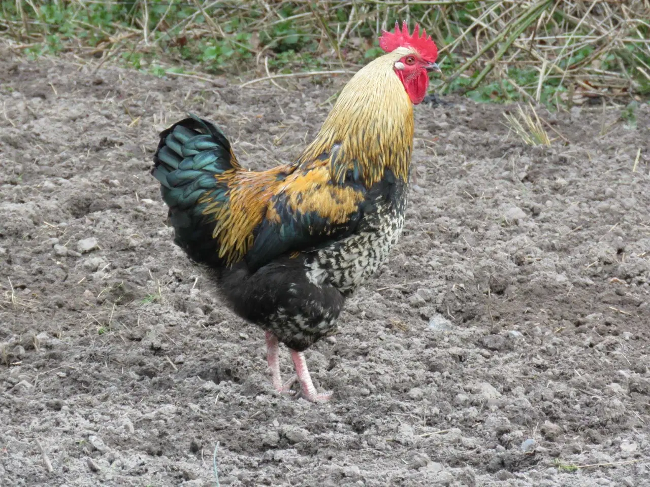 Billede 2 - Haner  blandet racer 