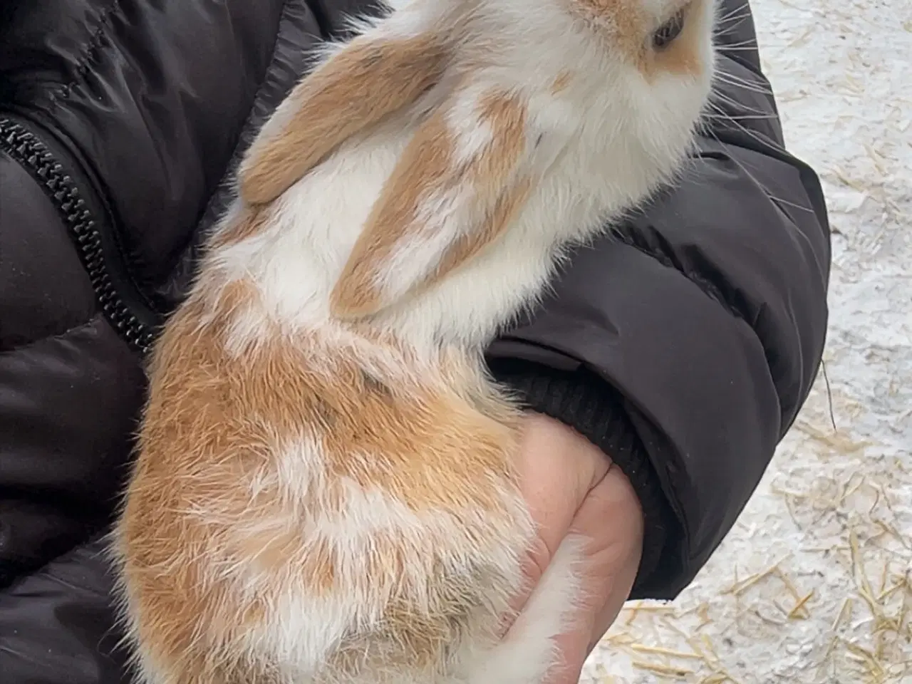 Billede 4 - Kanin unge 