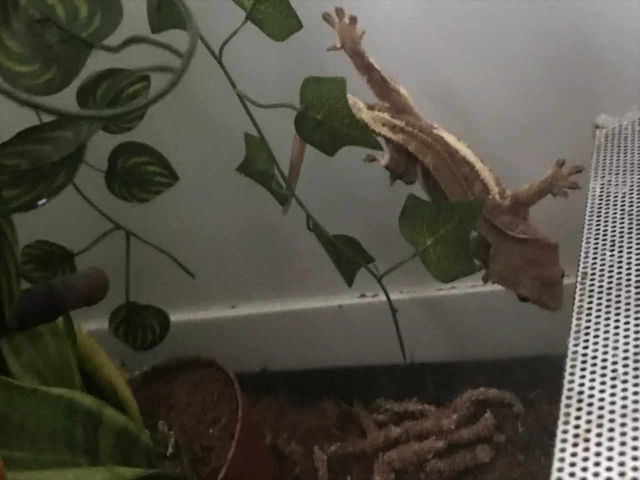 Billede 5 - Flot Gekko