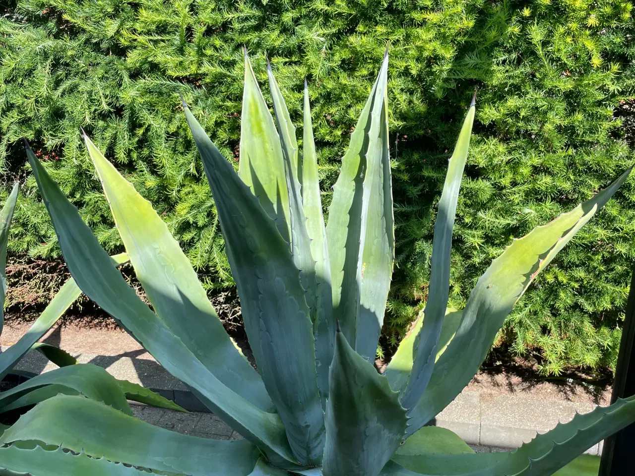 Billede 1 - Agave