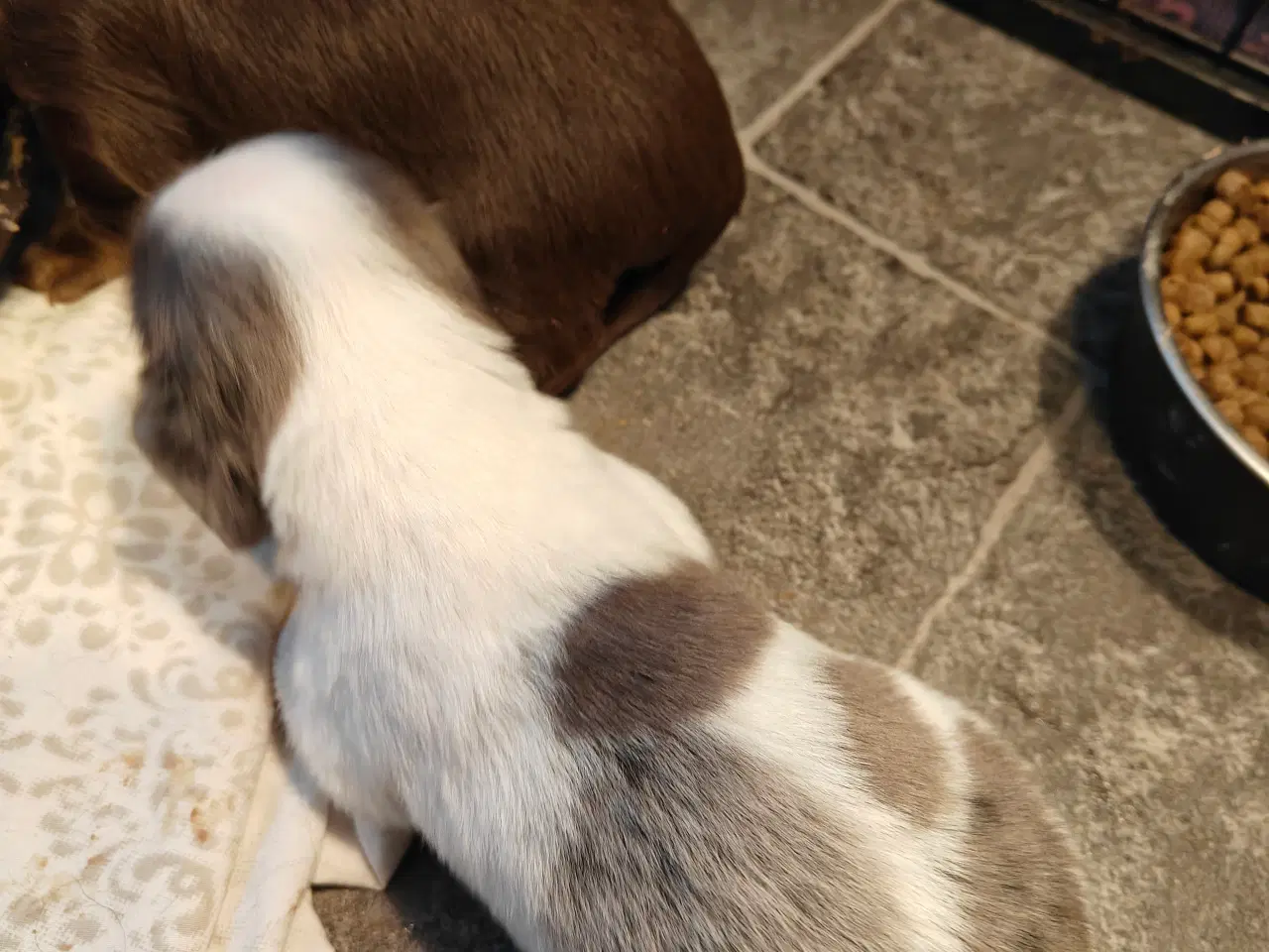 Billede 6 - Langhåret dværg gravhund 