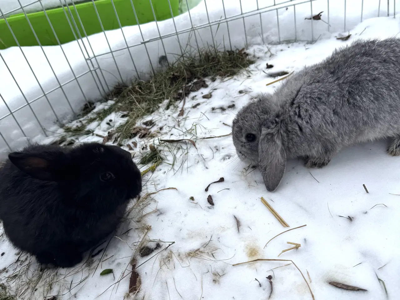 Billede 12 - Han Dværgvædder unger sælges 