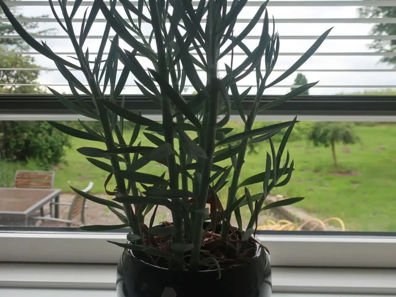 Billede 4 - Potteplante / skulturer
