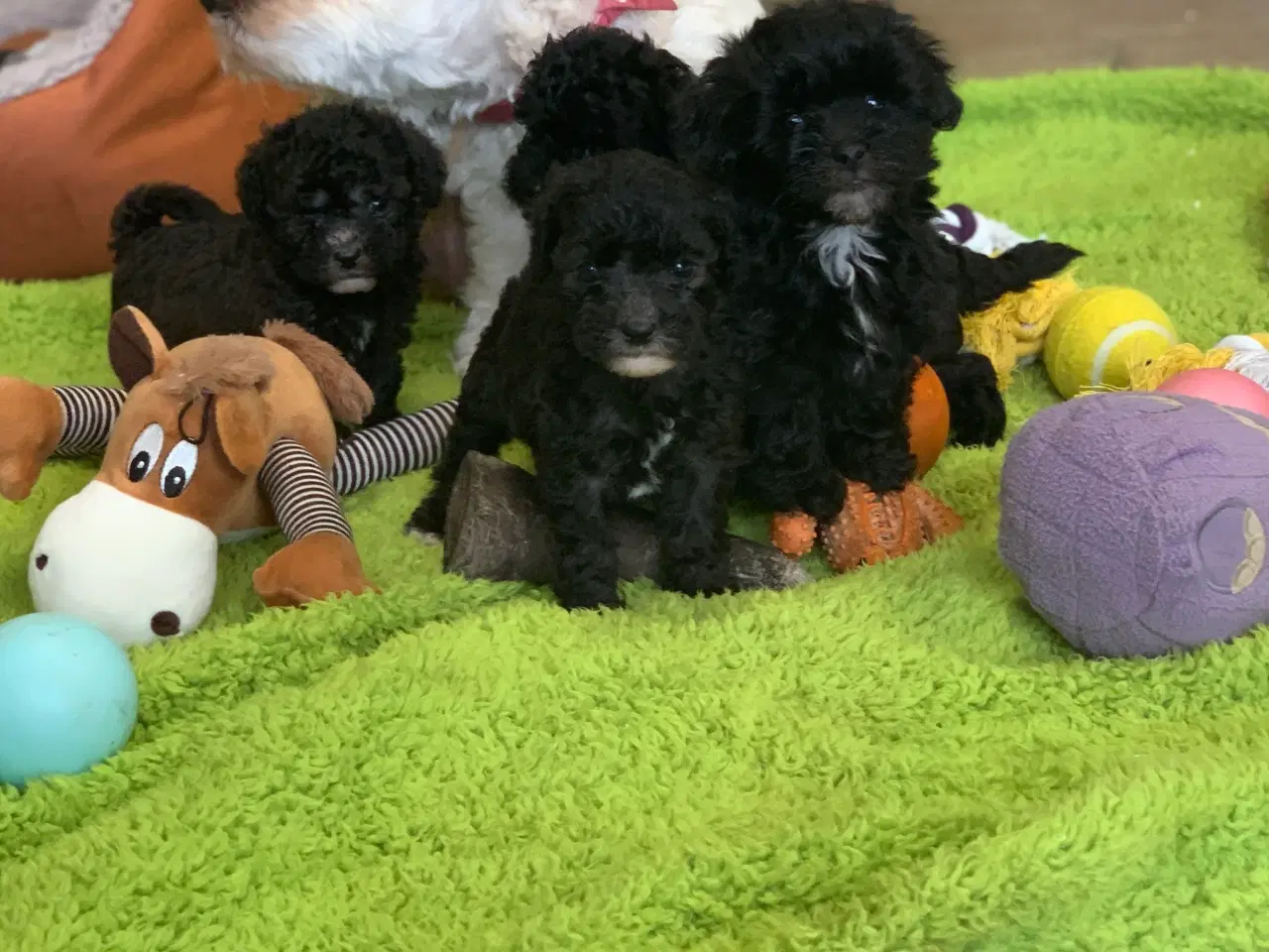 Billede 4 - Mini Maltipoo babyer 