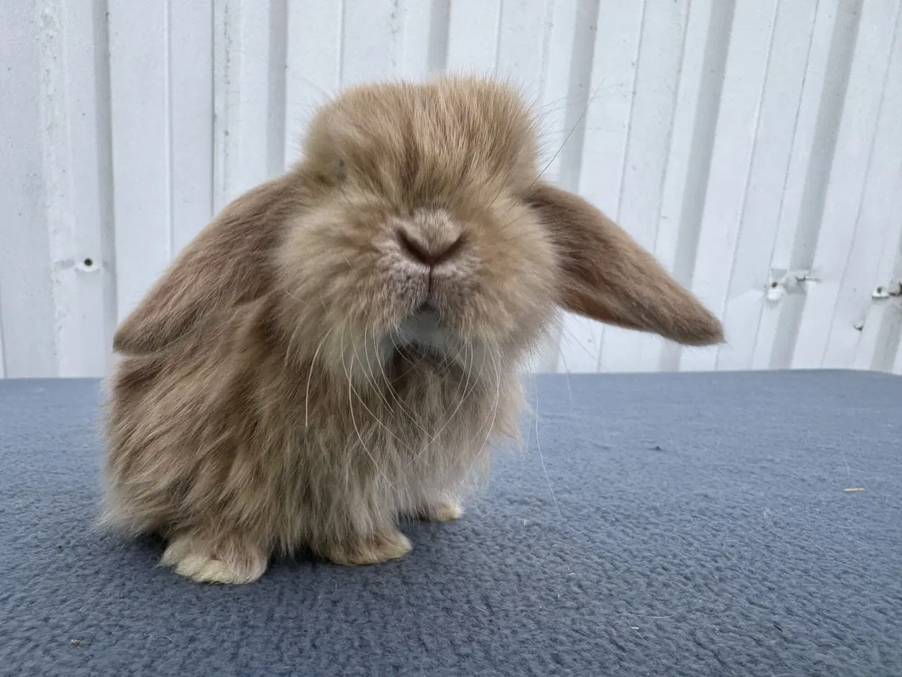 Billede 3 - Mini lop satin hankanin
