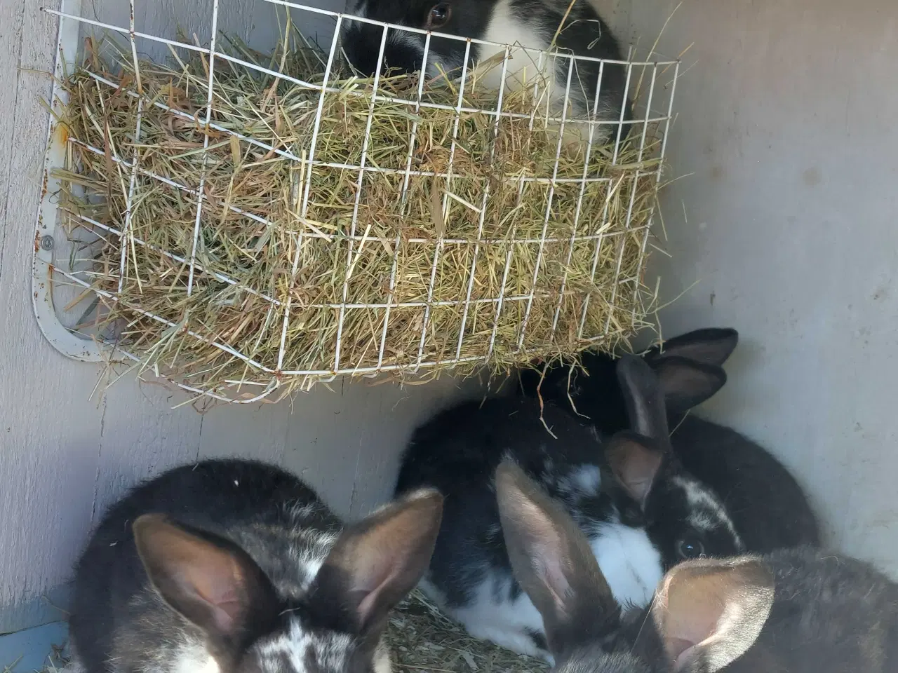Billede 8 - Kanin til salg 