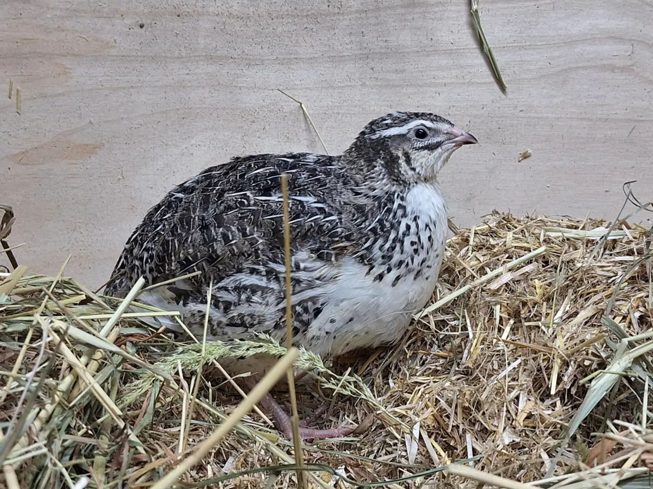 Billede 4 - Jumbo vagtler 