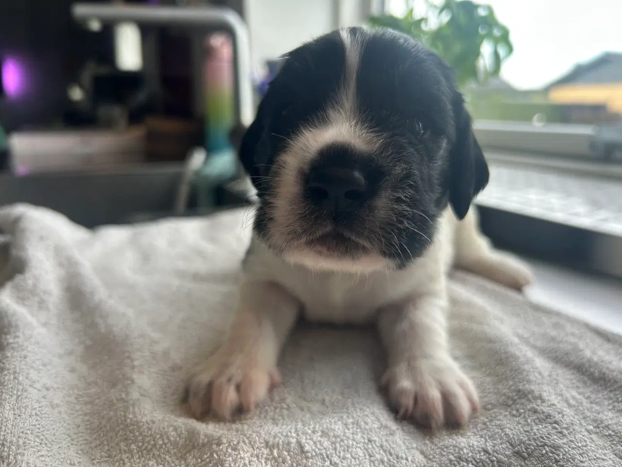 Billede 5 - Hundehvalp springador 