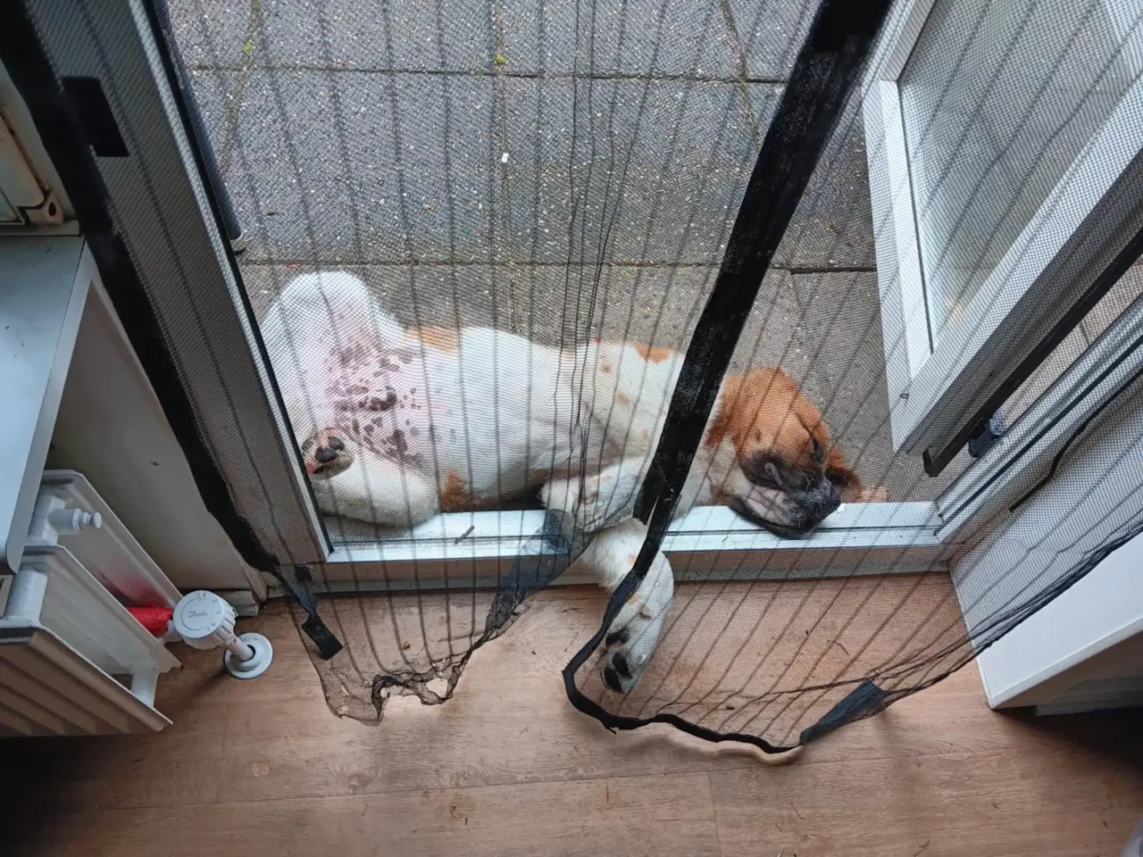 Billede 4 - Hunde hvalp