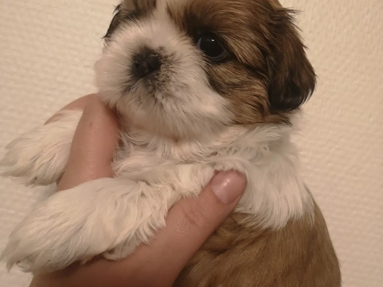 Billede 4 - Shih Tzu hvalpe 