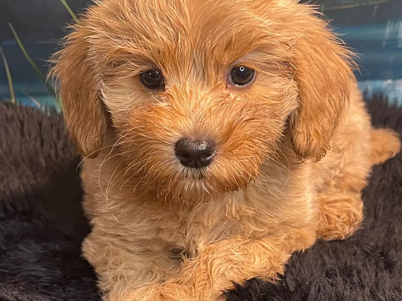 Billede 8 - Maltipoo  Rejseklar  ❤️🐾