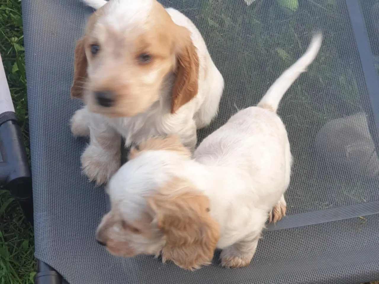 Billede 3 - engelsk cocker spaniel