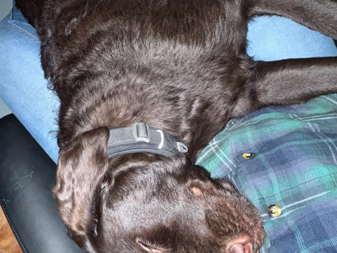 Billede 3 - Labrador/pudel blanding 