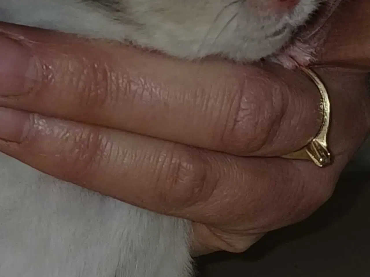 Billede 3 - Guldhamster unger