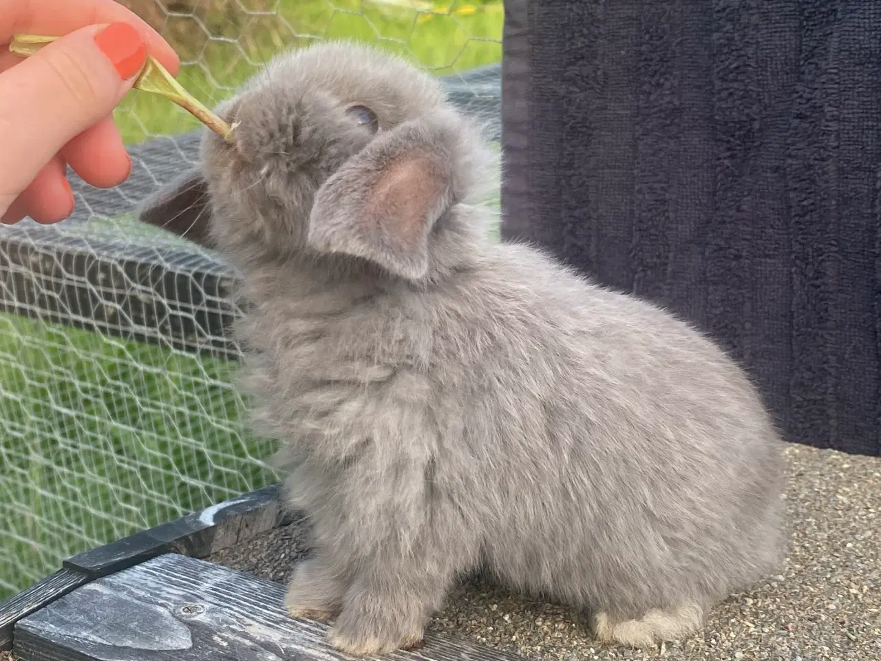 Billede 4 - Mini lop, kaninunge, pige 