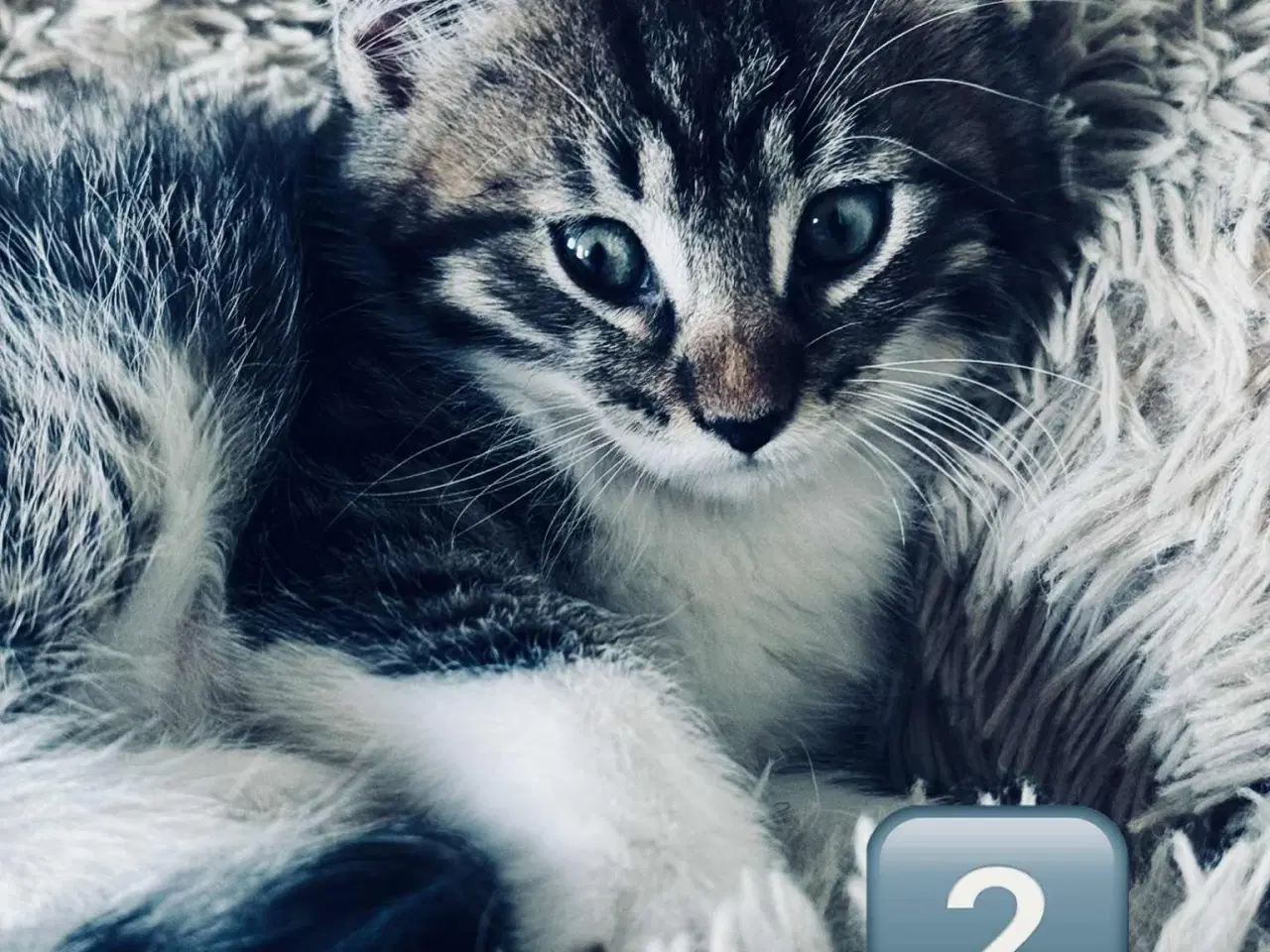 Billede 10 - Maine coon  