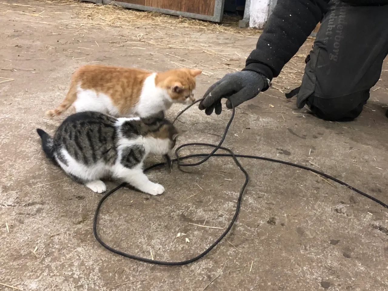 Billede 7 - Killinger