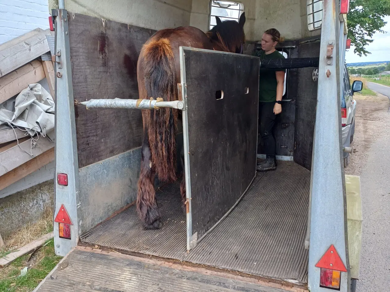 Billede 7 - 1 årig Jyskhest hingst sælges