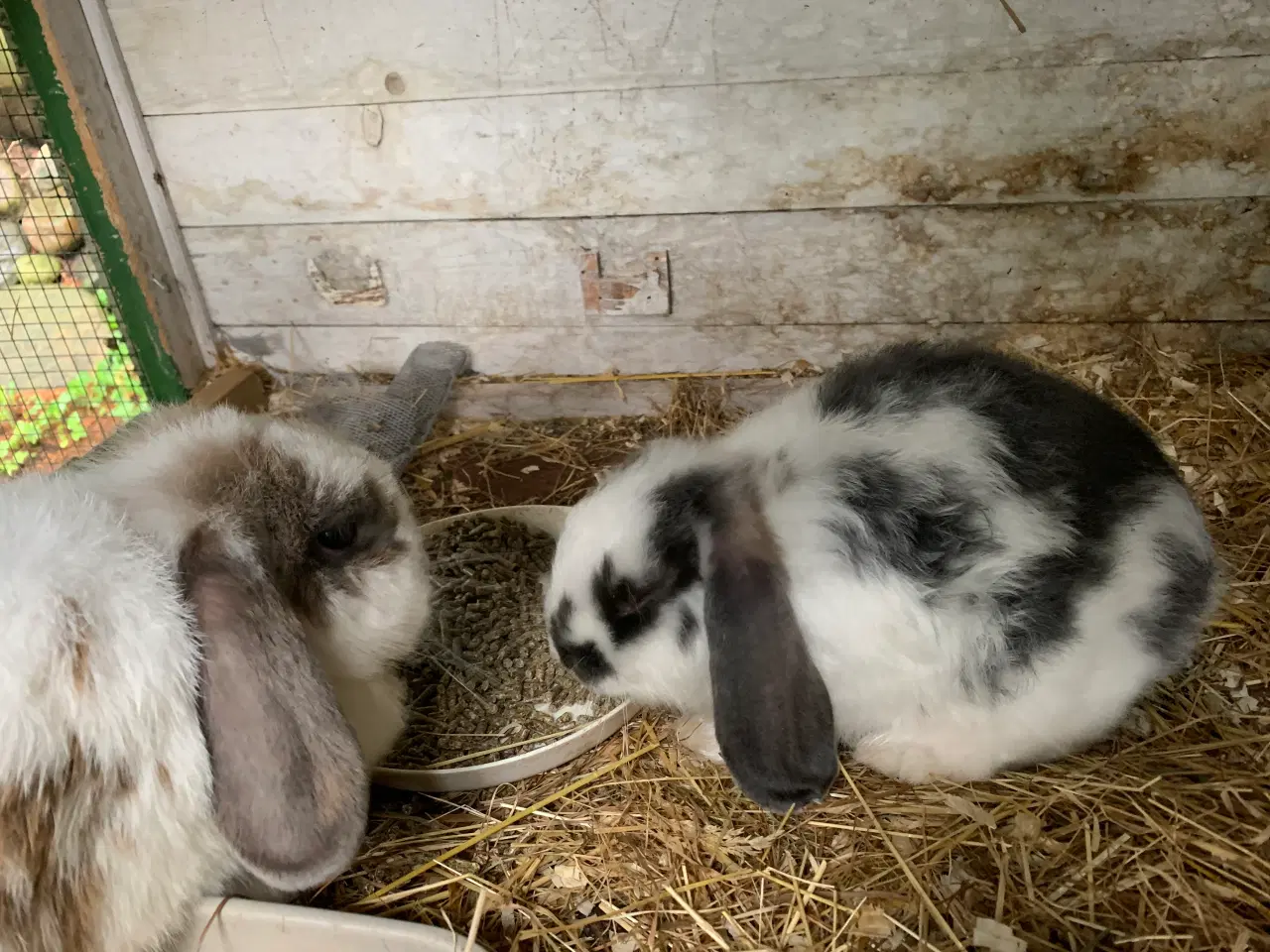 Billede 10 - Han 🩵Mini lop baby 