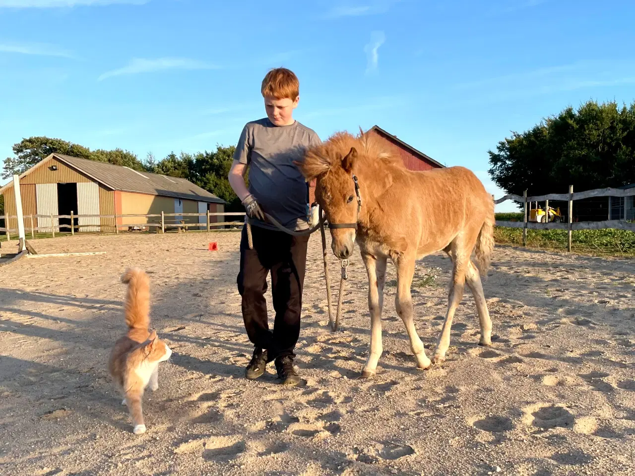 Billede 12 - Smuk islændervallak