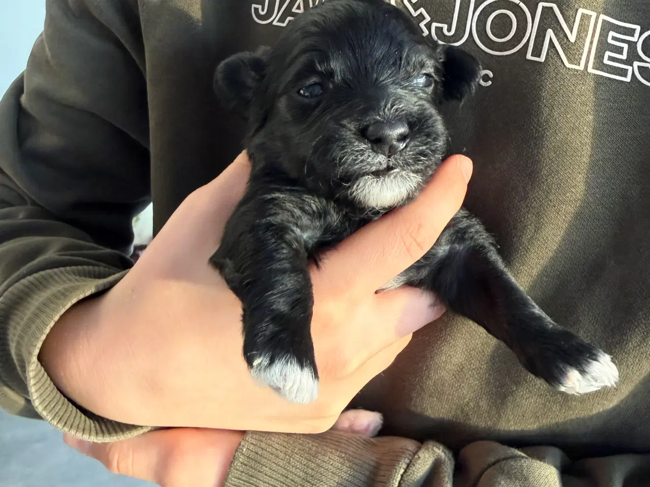 Billede 8 - Bichon havanaise hvalpe med stamtavle 