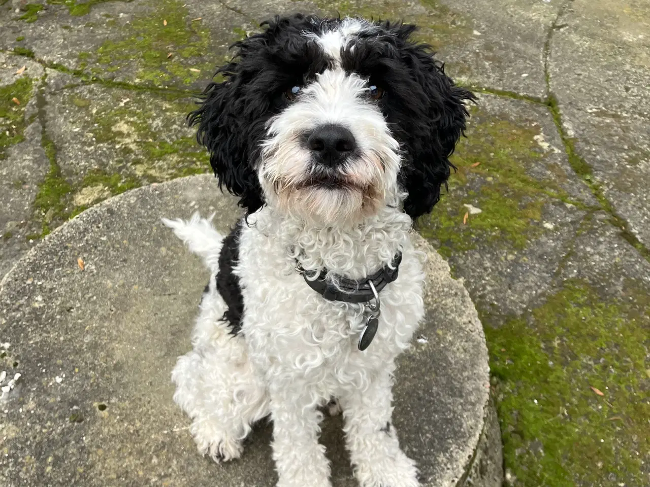 Billede 1 - Springerspaniel/puddel 1 år 