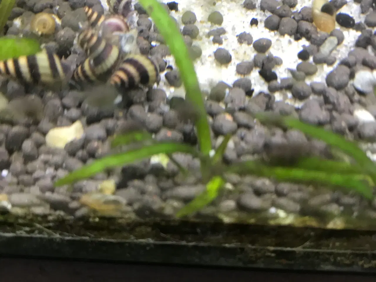 Billede 4 - 🐌 Helena snegle – mod uønskede snegle 5 stk 30 kr