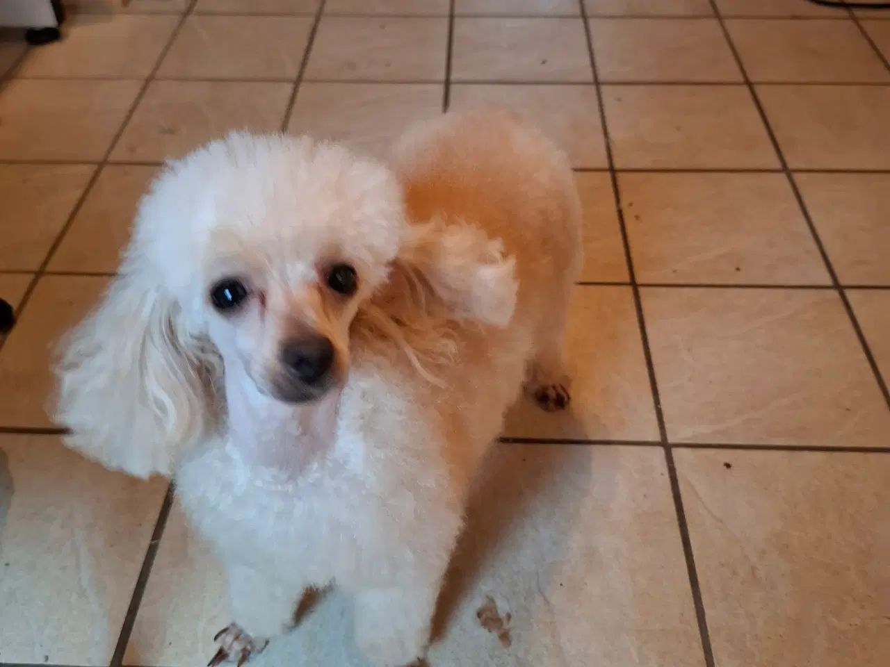 Billede 11 - Pompoo hvalpe 1 pige 2 drenge klar nu