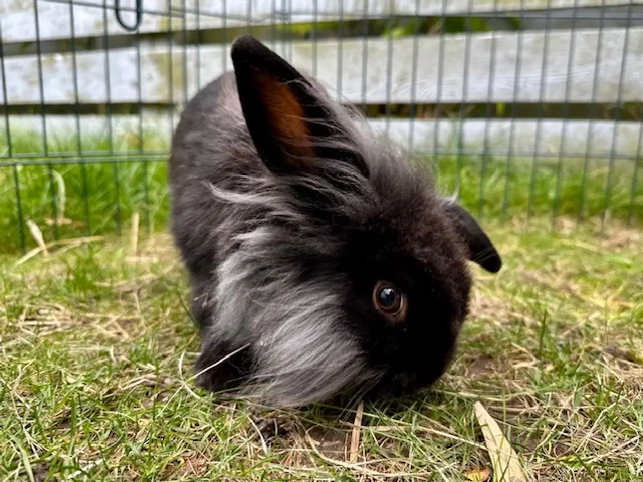 Billede 2 - Sød løvehoved/dværgvædder hankanin