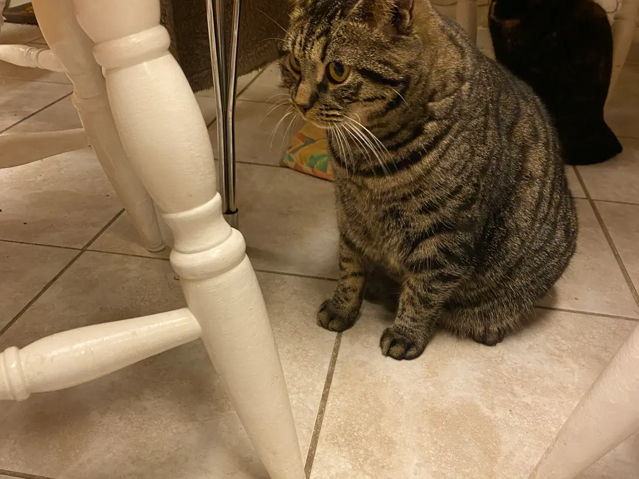 Billede 7 - British Shorthair killinger