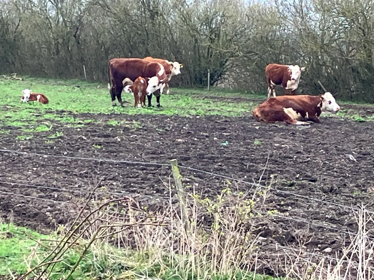 Billede 1 - Økologiske Hereford køer og drægtige kvier sælges 
